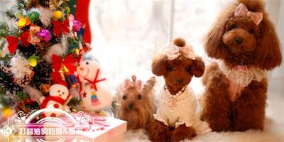 華麗麗的狗狗聖誕趴：包小妞和艾豐的耶誕節