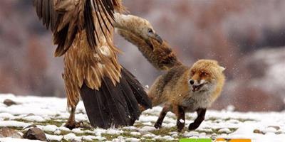 禿鷹與狐狸的戰鬥