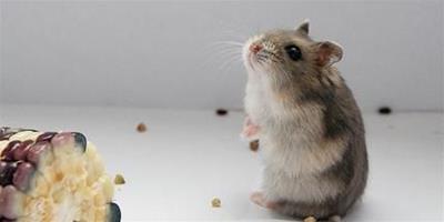 倉鼠吃什麼會胖