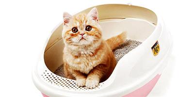 不同種類的貓砂該怎麼清理？