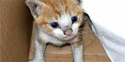 澳大利亞小貓走失3年 獨自離家3800公里