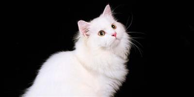 寵物美容：人用洗髮液是否可以給貓咪用