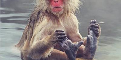 日本動物園猴子泡溫泉 邊打瞌睡邊挖腳超愜意