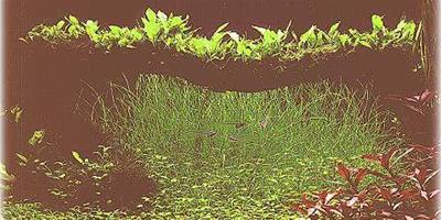 水草生態缸欣賞-莫內的花園