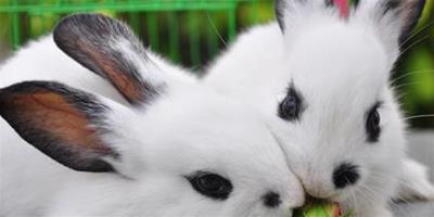 兔子能吃花生嗎 兔子不能消化過多的油