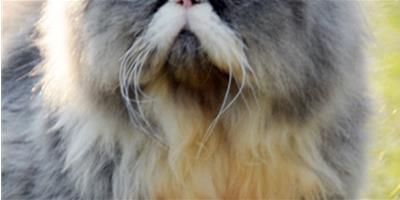 五種方法可以減少貓貓掉毛