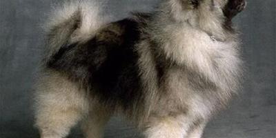 荷蘭毛獅犬的品種簡介