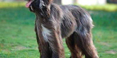 阿富汗獵犬換毛期護理方法