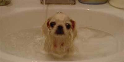 狗害怕洗澡，第一次給狗狗洗澡要注意些什麼？