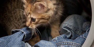 小貓爬進洗衣機被"洗"1小時 抱牛仔褲獲救