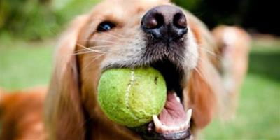 狗狗嘴叼網球突然死亡，警方切開網球發現驚人內情！
