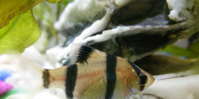 虎皮魚幼魚餵養 可用少許蛋黃調水後投飼