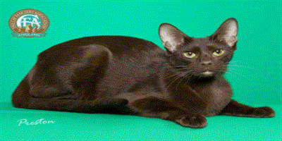 CFA標準：哈瓦納棕毛貓（Havana brown）