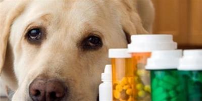 狗狗能用人吃的藥嗎