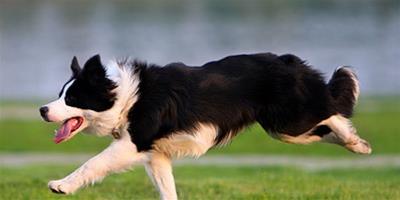【方法】狗狗防衛怎麼訓練?