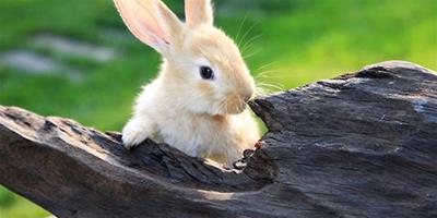 飼料與兔繁殖有何關係