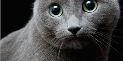 俄羅斯藍貓梳理毛髮的技巧