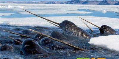 獨角鯨捕食北極鱈魚