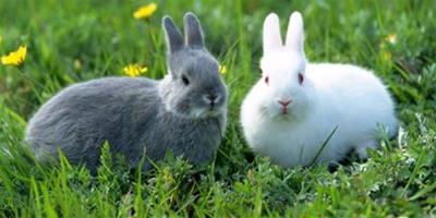 春天養兔子要注意什麼疾病？