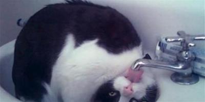 教你如何處理貓咪喝的水