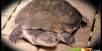 沼澤側頸龜的介紹