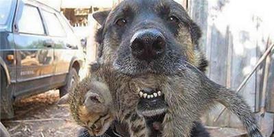 烏克蘭狗狗沖回火場救出小貓被稱為無私英雄