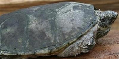 平背麝香龜的品種簡介