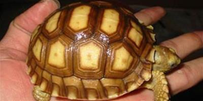 蘇卡達象龜的品種簡介