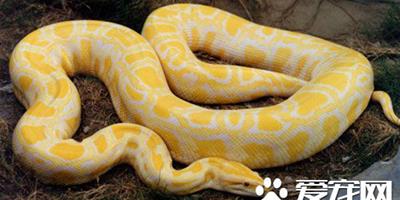 最大的寵物蛇 體型最大的寵物蛇是蟒蛇