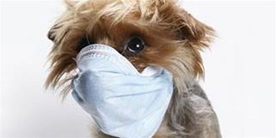寵物患上傳染病該怎麼辦
