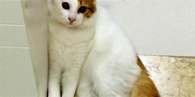 寵物貓之土耳其梵貓，土耳其梵貓特點