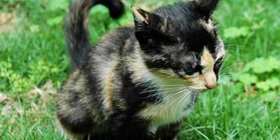貓能吃鴨肝嗎 不能經常餵食內臟類食物
