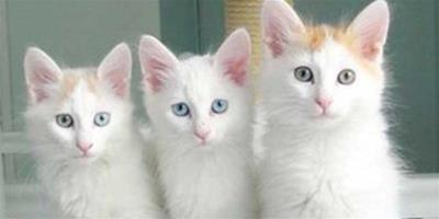 土耳其梵貓品種資料簡介