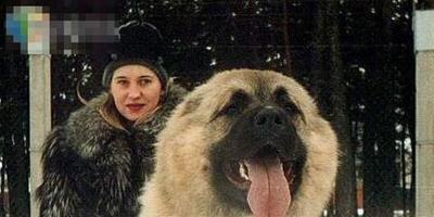 世界上最大的狗 高加索犬