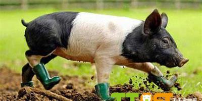 英國小豬患泥土恐懼症 主人定制小靴