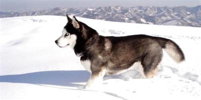 阿拉斯加雪橇犬生病的預兆
