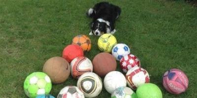 英國狗狗到足球俱樂部上班成為“工薪一族”