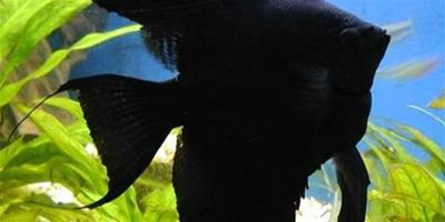 黑神仙魚的外形特點