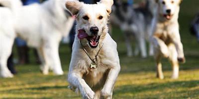 怎麼從狗狗運動狀態判斷是否健康