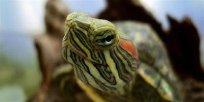 巴西龜需要怎樣的飼養環境？