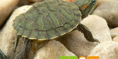 冬天飼養巴西龜的方法指南