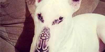 紋身師竟然給自家狗狗紋身 網友：這是虐待寵物