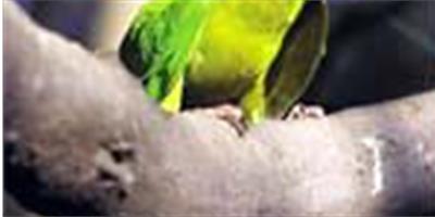 青綠錐尾鸚鵡