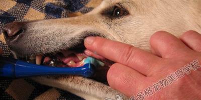 狗狗要定期檢查牙齒