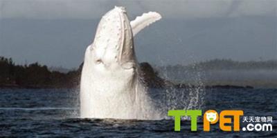 全球唯一白色座頭鯨現身澳大利亞