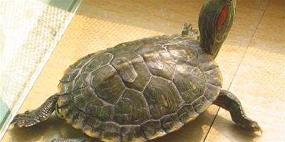 養巴西龜的十大壞處與好處