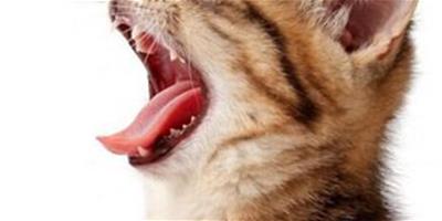 貓咪換牙的常識 貓咪換牙有哪幾個階段