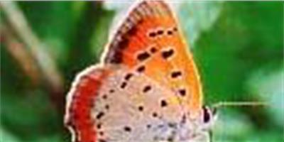 蝴蝶種類--銅灰蝶的介紹