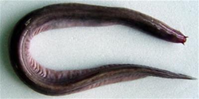 原生魚類――紐氏副盲鰻