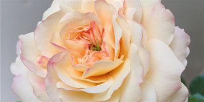 紅花玫瑰(Crocus Rose)